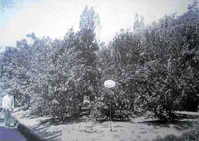 El cantero con los arbustos de Yerba Mate en una fotografía de 1910.